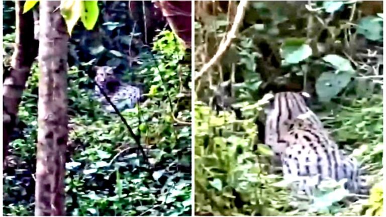 বাউফলে চিতাবাঘ সদৃশ প্রাণি, আতঙ্কে এলাকাবাসী