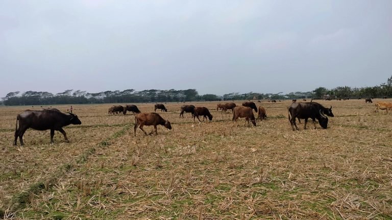 কলাপাড়ায় বিলুপ্তির পথে মহিষ পালন