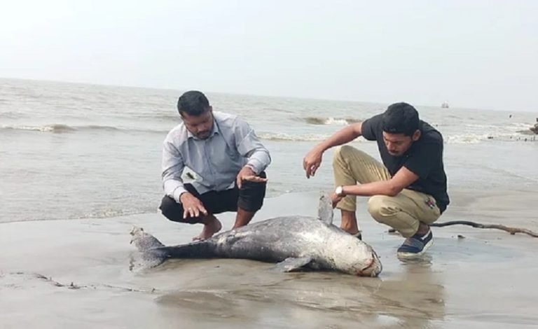 কুয়াকাটা সমুদ্রসৈকতে  মৃত ডলফিন