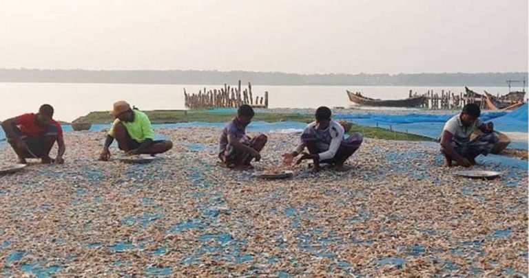 পটুয়াখালীর উপকূলে বিষমুক্ত শুঁটকির কদর বাড়ছে