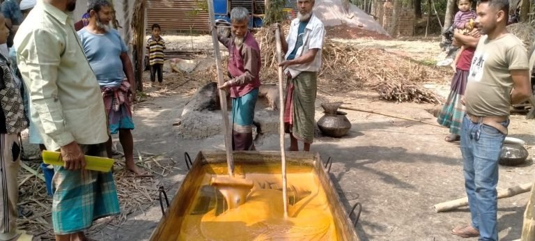 বিলুপ্তের পথে বরিশালে আখ চাষ