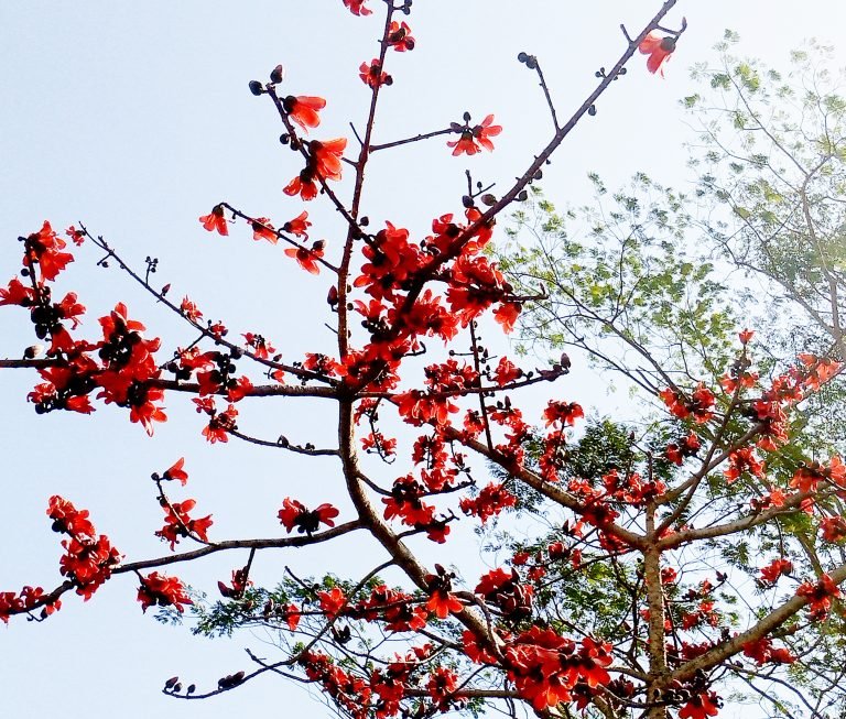 বরিশালে ফাল্গুনী হাওয়ায় শিমুল গাছে আগুনের ফুলকি