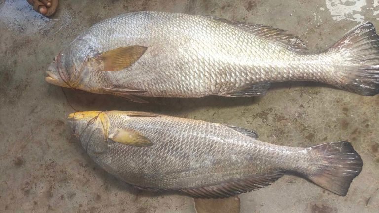 মহিপুরে ২৪ কেজির দাতিনা মাছ ১ লাখ ২৫ হাজারে বিক্রি