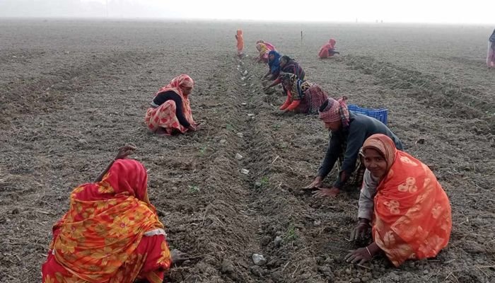 বরগুনা রঙিন স্বপ্নে আগাম তরমুজের চাষ