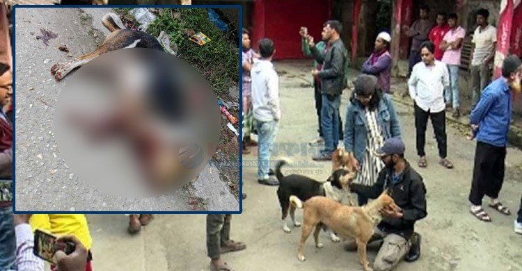 কুকুর জবাই দেয়া মাংসের দোকানের কর্মচারীর জামিন