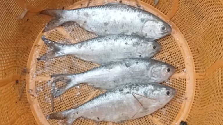 এবার বরিশালের পুকুরে পাওয়া গেল ৪ ইলিশ!
