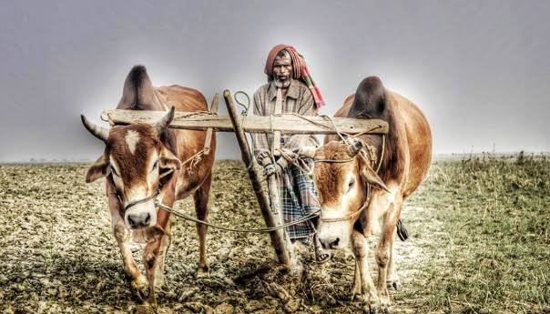লাঠিয়াল বাহিনী কাছে জিম্মি চরাঞ্চলের কৃষক
