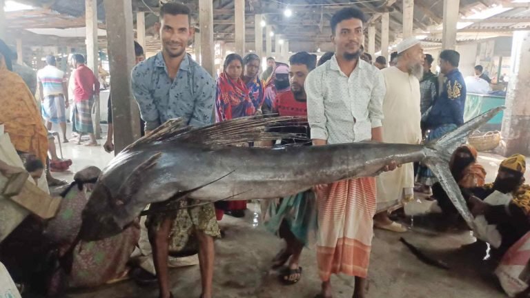 বরগুনায় জেলের জালে ধরা পড়ল ৮০ কেজির পাখি মাছ