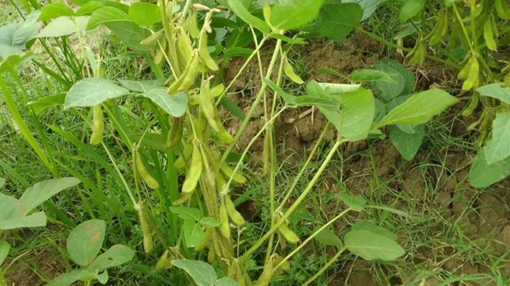 বরিশালে বাড়ছে সয়াবিন চাষ