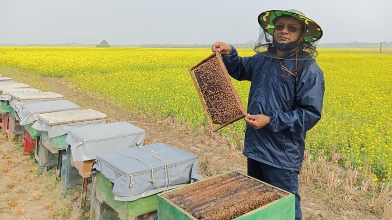 বরিশালে রাকুদিয়ায় লাখ টাকার মধু সংগ্রহ ও বিক্রি করছেন টাঙ্গাইলের দুই ভাই