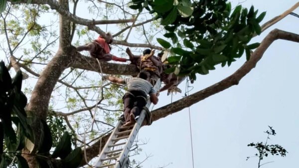 গাছের চুড়ায় কাঠুরী অচেতন, প্রাণ বাচাঁলো ফায়ার সার্ভিস