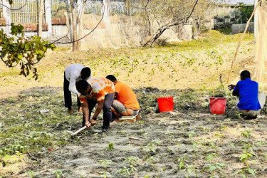 উপজেলা পরিষদ চত্বরে সবজি চাষে সাড়া ফেলেছেন ইউএনও
