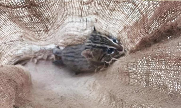 ৯৯৯ নম্বরে ফোনকলে দুর্লভ মেছোবাঘ উদ্ধার