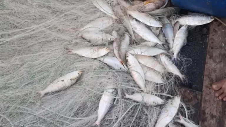 বাজারে এসেই জাটকা হয়ে যাচ্ছে ‘চাপিলা মাছ’