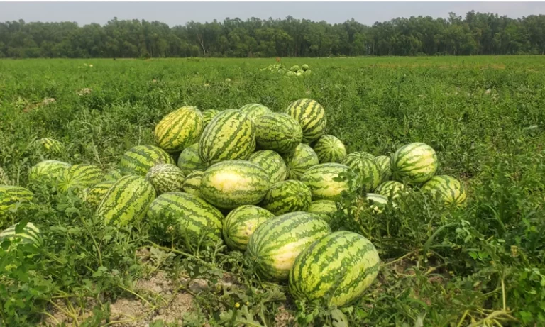 হঠাৎ তরমুজের দরপতন, বিপাকে কৃষকেরা
