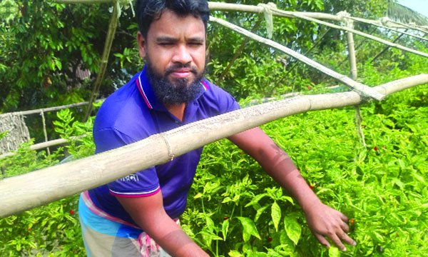 বম্বে মরিচ চাষে ভাগ্য বদলের স্বপ্ন গাজী হেমায়েত উদ্দিনের