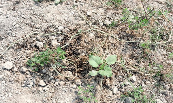 রাঙ্গাবালীতে তরমুজ চাষিদের স্বপ্নভঙ্গ