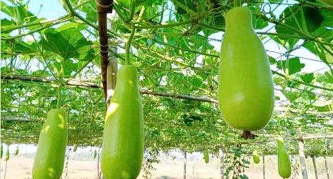 মিরসরাইয়ে লাউয়ের জোড়া ৮ টাকা!