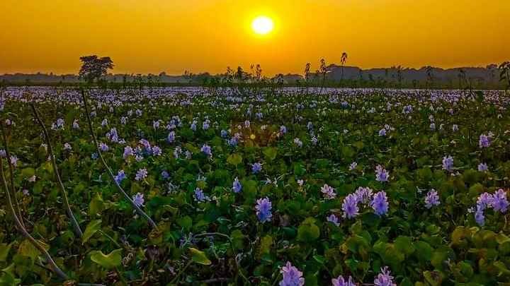 দুই বউ মুখোমুখি, স্বামী দিলেন ডোবায় ঝাঁপ