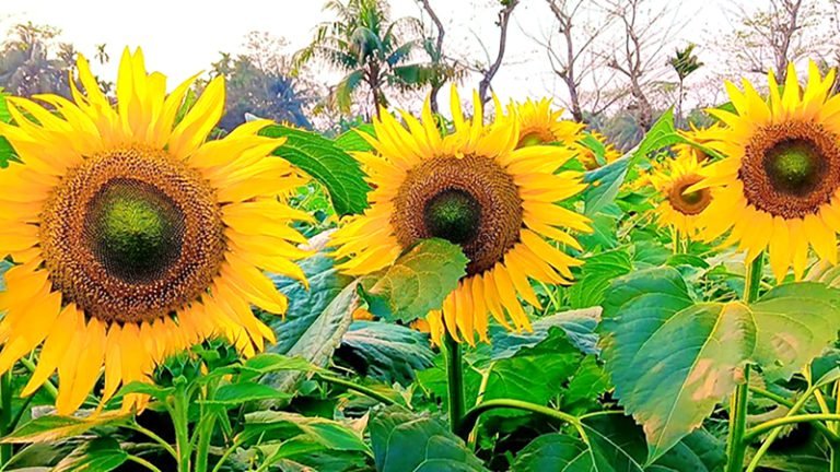 ভোলায় বিস্তীর্ণ মাঠে সূর্যমুখীর হাসি