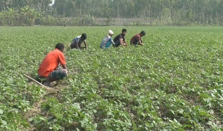 ভোলায় কমেছে আলুর আবাদ, বিকল্প ফসল আবাদে ঝুঁকছে কৃষক