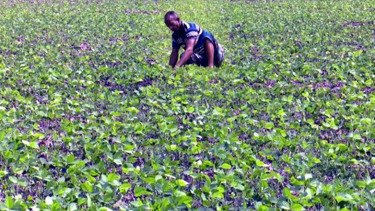 বরিশালে ফসল উৎপাদন করে  ঘরে বসেই বিক্রি, কম খরচে বেশি লাভ