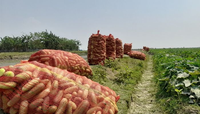 পটুয়াখালীর বাউফলের চরাঞ্চলে আবাদ হচ্ছে শসা