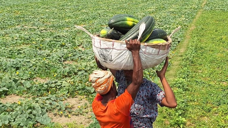 ক্ষেতে পোকার আক্রমণ, লোকসানের শঙ্কায় বরগুনার বাঙ্গি চাষিরা