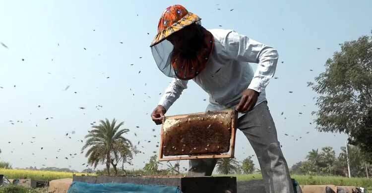 বরিশালে সরিষা ফুলের মধুতে লাভবান চাষিরা