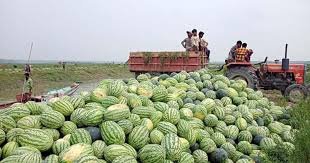 টকটকে লাল ও সুস্বাদু রাঙ্গাবালীর ‘রাঙা তরমুজ’