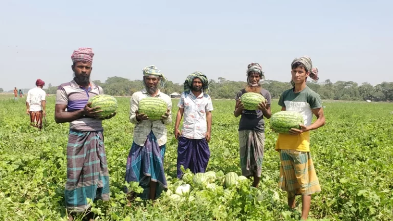 হাত ঘুরলেই তরমুজের দাম লাগামহীন