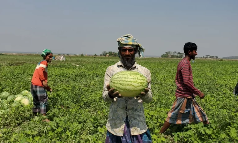 কেজিতে তরমুজ বিক্রি হয় জানে না চাষি