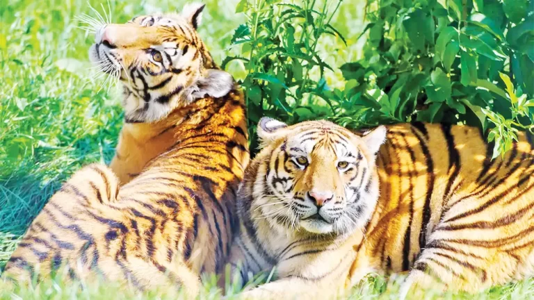 বিপন্ন উপকূলের বন্যপ্রাণী