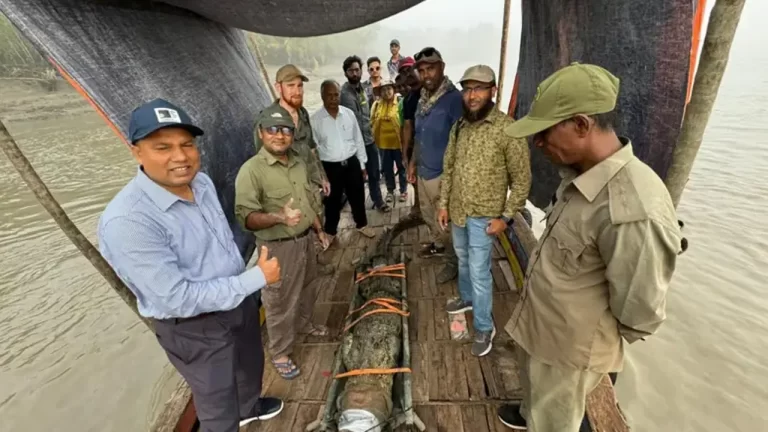 স্যাটেলাইট ট্যাগ নিয়ে সুন্দরবনের কুমির ঘুরছে বরিশালের নদীতে
