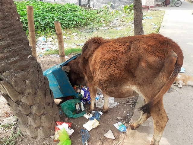 কলাপাড়া পৌর এলাকায় ময়লা আবর্জনায় অতিষ্ঠ মানুষ