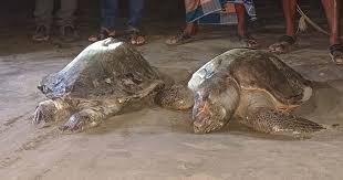 কুয়াকাটা সৈকতে ভেসে এসেছে মৃত জোড়া কচ্ছপ