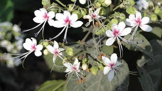 অবহেলায় বিলুপ্তির পথে গ্রাম-গঞ্জে জন্মানো ভাটিফুল
