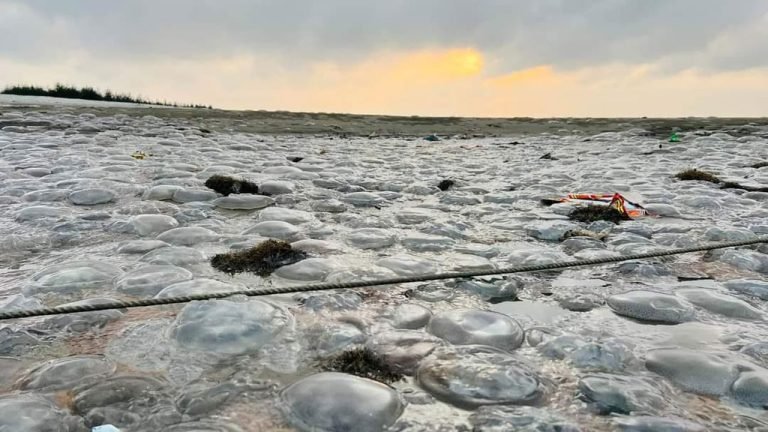 কুয়াকাটা সৈকতে ভেসে আসছে মৃত জেলিফিশ