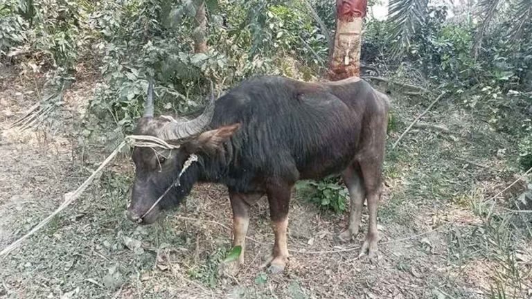 পালিত মহিষের শিংয়ের আঘাতে মালিকের মৃত্যু