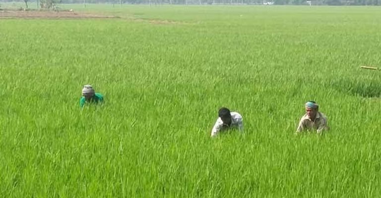 বরিশালে ৩ লাখ ৯১ হাজার হেক্টরে বোরো আবাদ সম্পন্ন