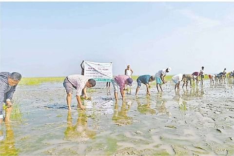 চর বিজয়ে বনায়ন করছে বন বিভাগ