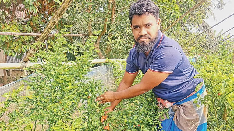 বম্বে মরিচ চাষ করে পটুয়াখালীর গাজী হেমায়েত উদ্দিনের লাখ টাকা আয়