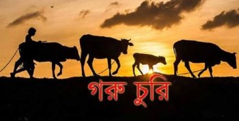 গলাচিপা ও রাঙ্গাবালীতে এক রাতে ৯টি গরু চুরি