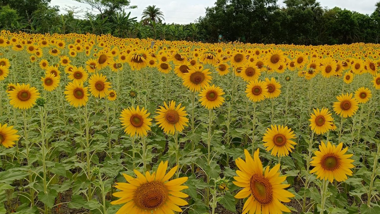 কলাপাড়াতে রেকর্ড পরিমাণ জমিতে সূর্যমুখীর আবাদ