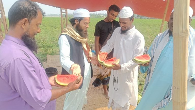 কুয়াকাটার বাজারে আগাম তরমুজ, বিক্রি হচ্ছে ক্ষেত থেকেই