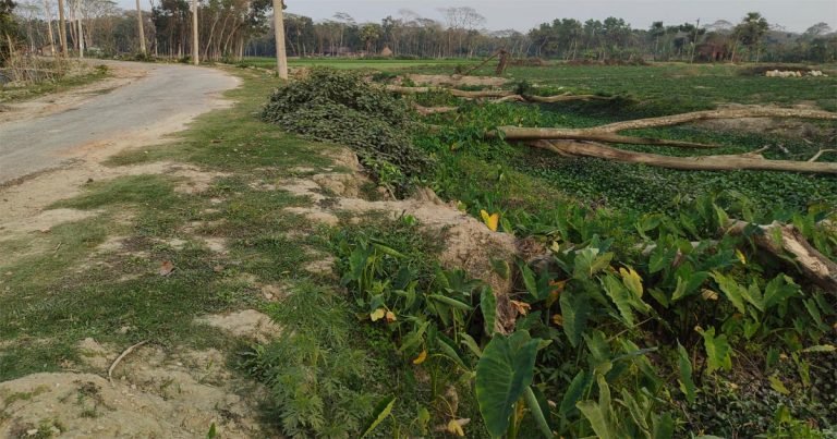 ঝালকাঠিতে বন বিভাগের অবহেলা: নষ্ট হচ্ছে শত শত গাছ