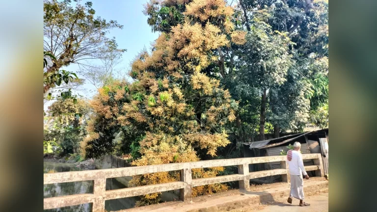 ঝালকাঠিতে স্বর্ণালি আভা ছড়াচ্ছে আমের মুকুল