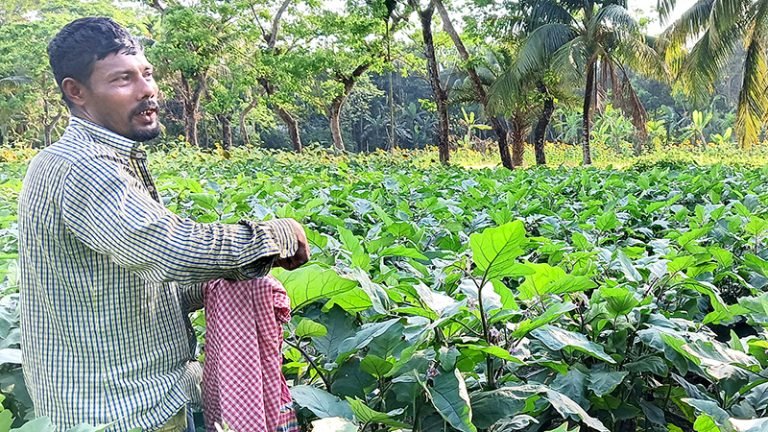 বেগুন চাষে কৃষকের বাজিমাত ভোলার মফিজ