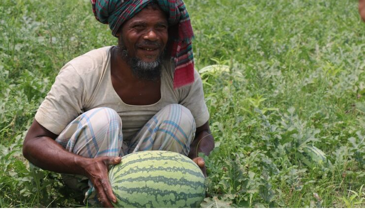 এবার বরিশালে তরমুজের আবাদ ৩০ ভাগ হ্রাস পেল