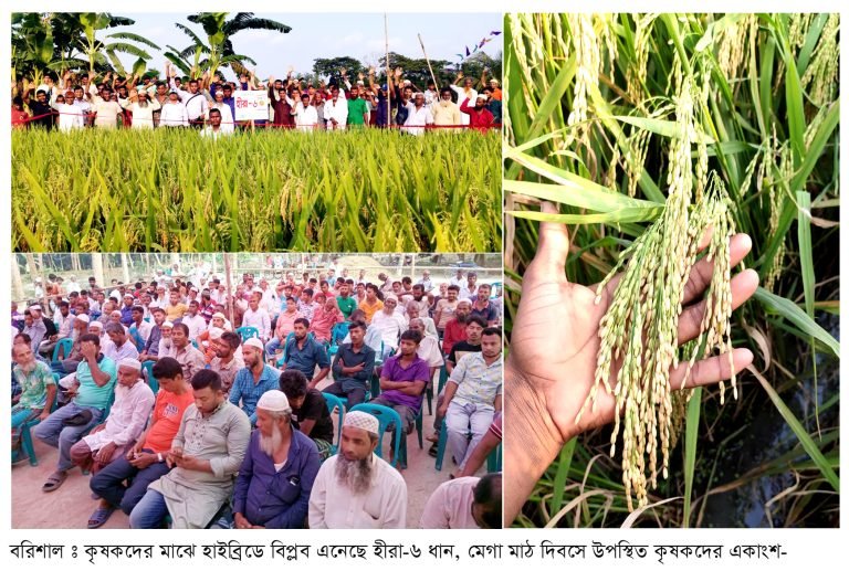 বরিশালে হাইব্রিডে বিপ্লব এনেছে হীরা ধান